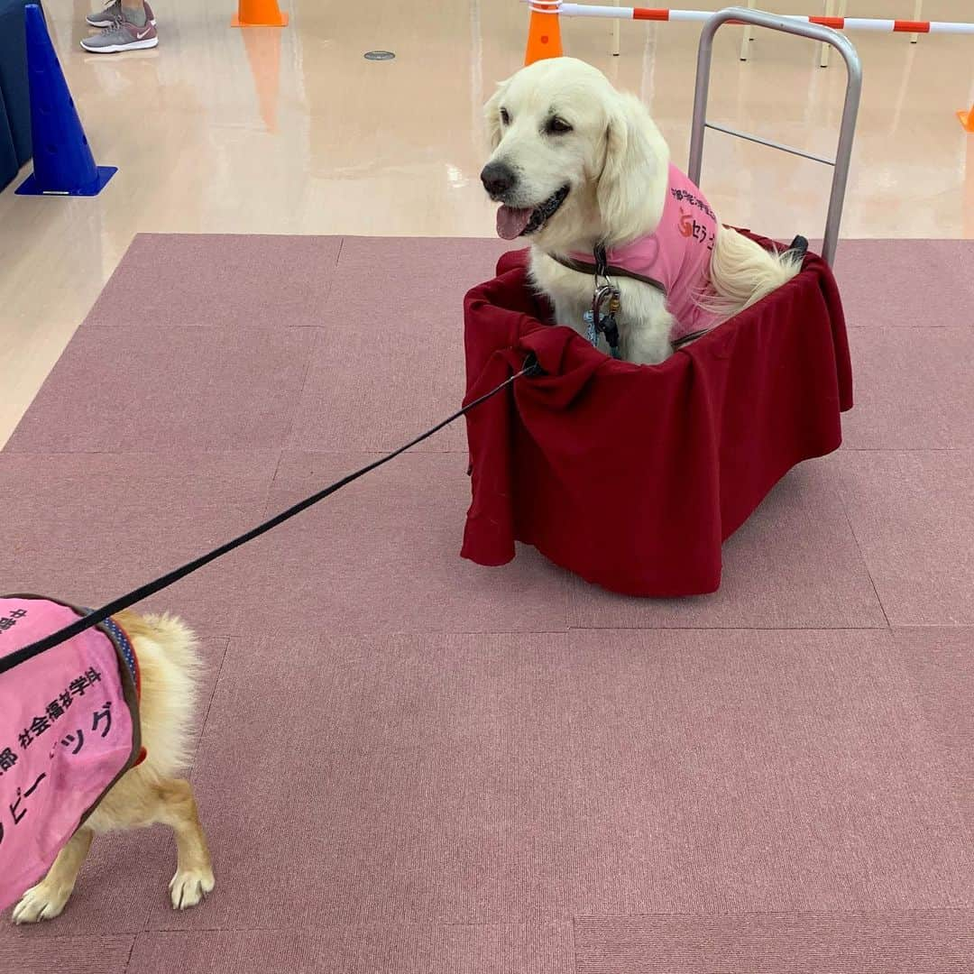 P太郎ママさんのインスタグラム写真 - (P太郎ママInstagram)「セラピー犬活動の、 練習日。 いろいろ試しちうー。 カゴに小型犬を入れて台車を引くー。 当然だだちゃんの仕事？ と思いきや。 スピード出すぎて、小型犬たちがビビる！ 順繰り試して、シバわんこの担当に。 さらにだだちゃんが台車を押せるといいんだけど。 二足歩行ができーーん。 残念すぎる。 ペーちゃん、爪のアカちょーだい！ #ゴールデンレトリバー  #goldenretriever  だだちゃん、2頭びきで引いてもろた〜。←シバわんこさんだけでは、ビクとも動かんかった。 来月の介護施設訪問でお披露目予定。 喜んでもらえそうーー」6月16日 16時36分 - ptarodada