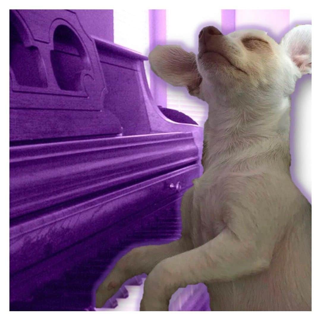 マーガレット・チョーさんのインスタグラム写真 - (マーガレット・チョーInstagram)「Thank you @littletrumpoakland here it is! Lucia playing piano!! #chihuahua #rescuedog #dog #love」6月17日 2時19分 - margaret_cho