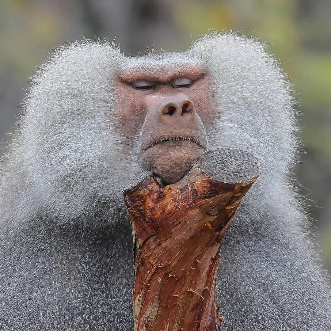 San Diego Zooさんのインスタグラム写真 - (San Diego ZooInstagram)「Post-brunch dad face 😴 Tag your dad to wish him a #HappyFathersDay. 📷: Ian Gill」6月17日 3時01分 - sandiegozoo