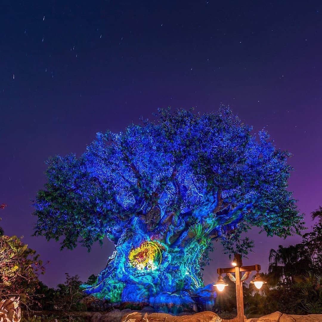 Walt Disney Worldのインスタグラム：「“Remember who you are.” –Mufasa 🦁 #FathersDay #LionKingCelebration #WaltDisneyWorld (📷: @princess_photo_phactory)」