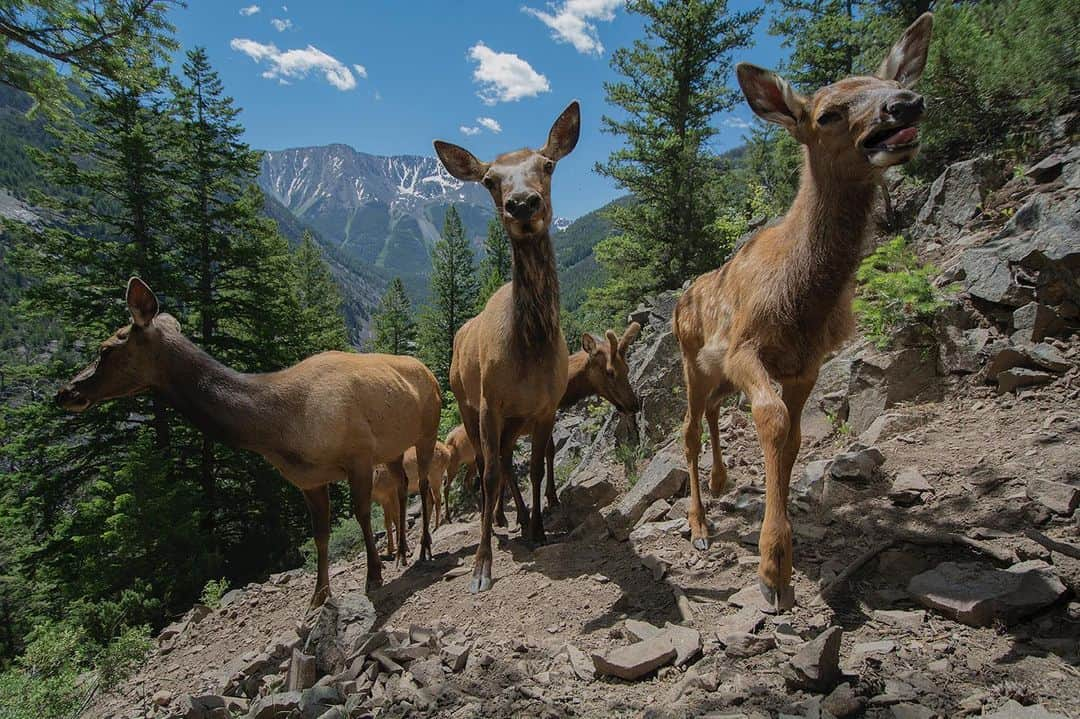 National Geographic Creativeさんのインスタグラム写真 - (National Geographic CreativeInstagram)「Photo by @joeriis | A group of elk migrate through Yellowstone National Park in Wyoming. #Elk #Migration #Yellowstone」6月17日 3時11分 - natgeointhefield