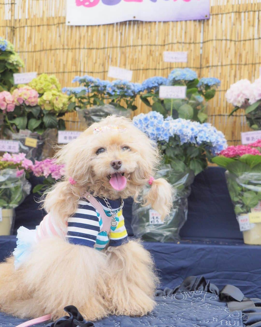 Toypoodle Mikuru?Asakusa Tokyoさんのインスタグラム写真 - (Toypoodle Mikuru?Asakusa TokyoInstagram)「20190616 Sunday. パパとママとあじさい祭りにいきました。 たくさん人がいたけど、 みくるはヒエヒエのリュックの中でカイテキでした。 でも写真撮るのにリュックから出されました😰 みくるはビョウニンなんだから丁重に扱えくそばばぁ💢 帰りはモチロンお家までヒエヒエのリュックの中でした。 ラクチン💖 . #みくる日記 #長國寺 #あじさい祭り . ❶ あじさいとみくるん ❷ インスタみくるんと飼い主 ❸ あじさいみくるん2 ❹ ゆるキャラさんとみくるん。 今年もきゅうりのお吸い物🥒頂きました🙏🏻 暑気払いね。 ❺ ピンでみくるん ❻ 合羽橋道具街でお買物 ❼ 信号待ちみくるん ❽❾➓ あじさい祭り番外編 . 去年に引き続き あじさい祭り行ってきました。 今年は少し遅い時間に行ったので、あじさいも少なかったのかな？ 来年もいけるといいなぁ...😌」6月16日 19時02分 - purapura299