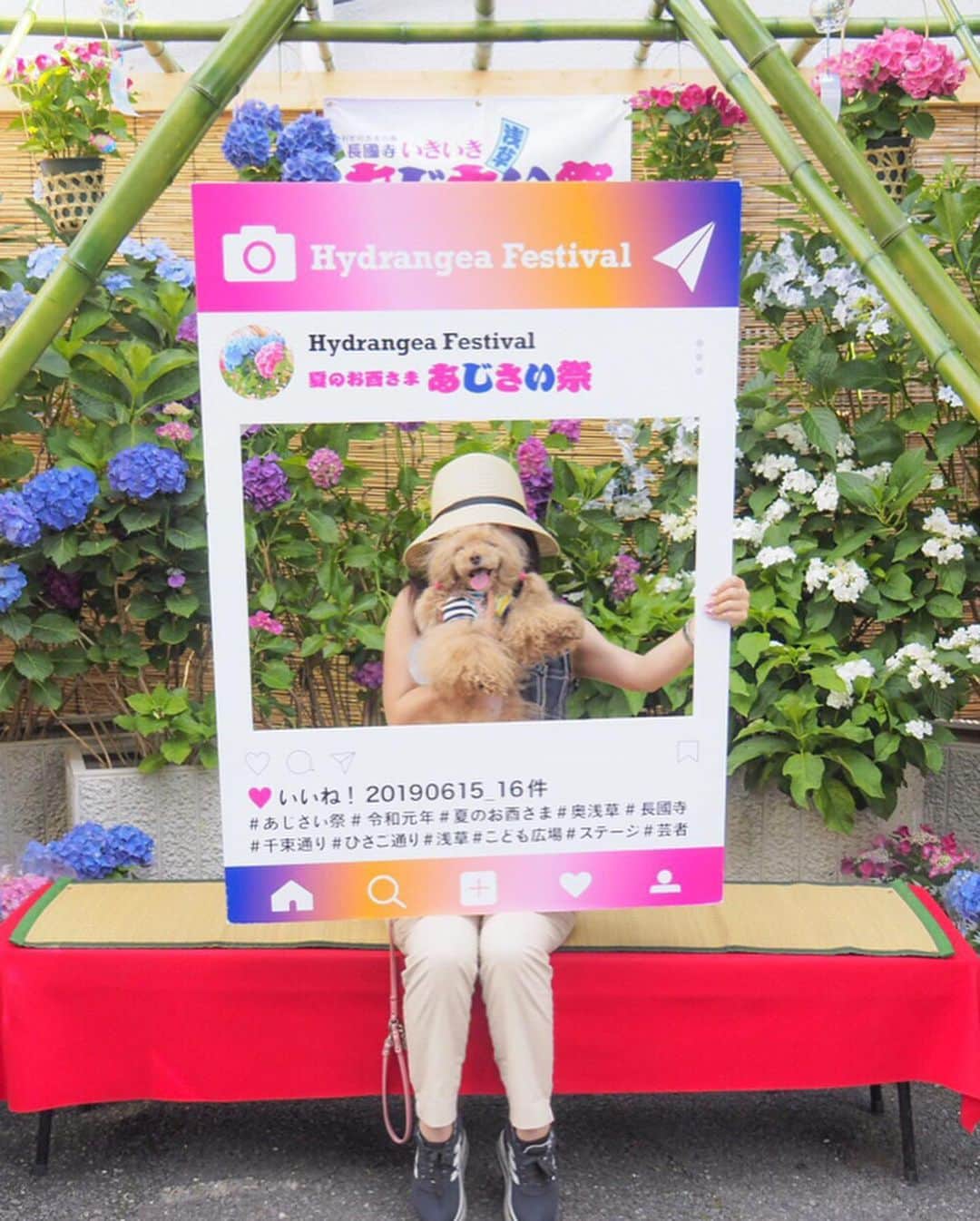Toypoodle Mikuru?Asakusa Tokyoさんのインスタグラム写真 - (Toypoodle Mikuru?Asakusa TokyoInstagram)「20190616 Sunday. パパとママとあじさい祭りにいきました。 たくさん人がいたけど、 みくるはヒエヒエのリュックの中でカイテキでした。 でも写真撮るのにリュックから出されました😰 みくるはビョウニンなんだから丁重に扱えくそばばぁ💢 帰りはモチロンお家までヒエヒエのリュックの中でした。 ラクチン💖 . #みくる日記 #長國寺 #あじさい祭り . ❶ あじさいとみくるん ❷ インスタみくるんと飼い主 ❸ あじさいみくるん2 ❹ ゆるキャラさんとみくるん。 今年もきゅうりのお吸い物🥒頂きました🙏🏻 暑気払いね。 ❺ ピンでみくるん ❻ 合羽橋道具街でお買物 ❼ 信号待ちみくるん ❽❾➓ あじさい祭り番外編 . 去年に引き続き あじさい祭り行ってきました。 今年は少し遅い時間に行ったので、あじさいも少なかったのかな？ 来年もいけるといいなぁ...😌」6月16日 19時02分 - purapura299