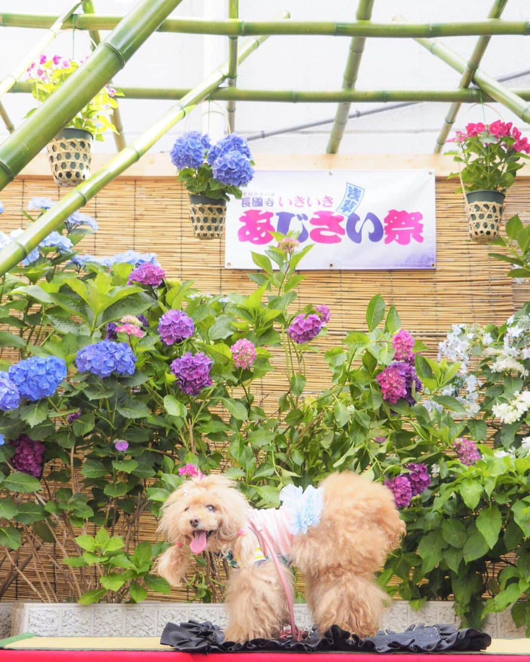 Toypoodle Mikuru?Asakusa Tokyoさんのインスタグラム写真 - (Toypoodle Mikuru?Asakusa TokyoInstagram)「20190616 Sunday. パパとママとあじさい祭りにいきました。 たくさん人がいたけど、 みくるはヒエヒエのリュックの中でカイテキでした。 でも写真撮るのにリュックから出されました😰 みくるはビョウニンなんだから丁重に扱えくそばばぁ💢 帰りはモチロンお家までヒエヒエのリュックの中でした。 ラクチン💖 . #みくる日記 #長國寺 #あじさい祭り . ❶ あじさいとみくるん ❷ インスタみくるんと飼い主 ❸ あじさいみくるん2 ❹ ゆるキャラさんとみくるん。 今年もきゅうりのお吸い物🥒頂きました🙏🏻 暑気払いね。 ❺ ピンでみくるん ❻ 合羽橋道具街でお買物 ❼ 信号待ちみくるん ❽❾➓ あじさい祭り番外編 . 去年に引き続き あじさい祭り行ってきました。 今年は少し遅い時間に行ったので、あじさいも少なかったのかな？ 来年もいけるといいなぁ...😌」6月16日 19時02分 - purapura299