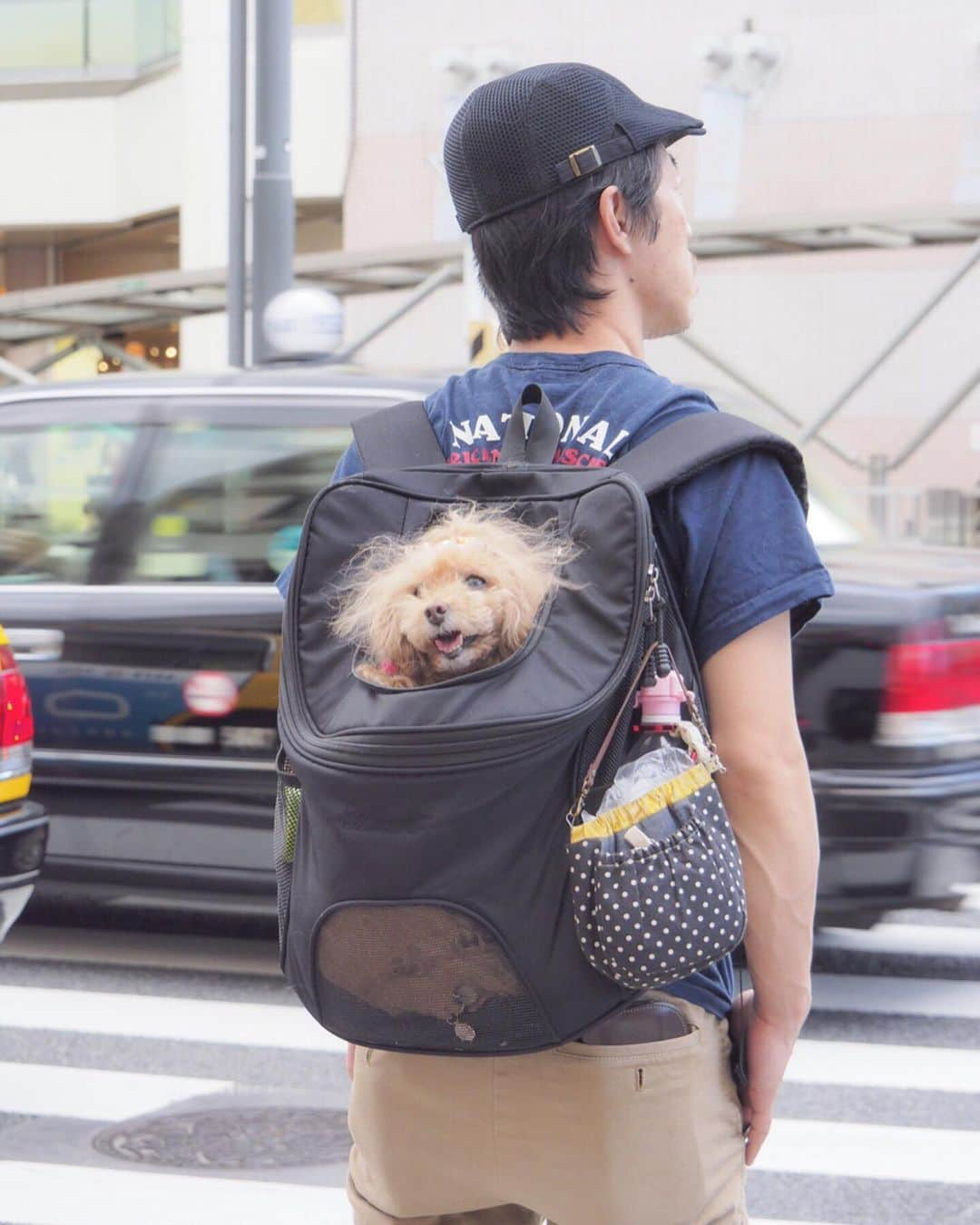 Toypoodle Mikuru?Asakusa Tokyoさんのインスタグラム写真 - (Toypoodle Mikuru?Asakusa TokyoInstagram)「20190616 Sunday. パパとママとあじさい祭りにいきました。 たくさん人がいたけど、 みくるはヒエヒエのリュックの中でカイテキでした。 でも写真撮るのにリュックから出されました😰 みくるはビョウニンなんだから丁重に扱えくそばばぁ💢 帰りはモチロンお家までヒエヒエのリュックの中でした。 ラクチン💖 . #みくる日記 #長國寺 #あじさい祭り . ❶ あじさいとみくるん ❷ インスタみくるんと飼い主 ❸ あじさいみくるん2 ❹ ゆるキャラさんとみくるん。 今年もきゅうりのお吸い物🥒頂きました🙏🏻 暑気払いね。 ❺ ピンでみくるん ❻ 合羽橋道具街でお買物 ❼ 信号待ちみくるん ❽❾➓ あじさい祭り番外編 . 去年に引き続き あじさい祭り行ってきました。 今年は少し遅い時間に行ったので、あじさいも少なかったのかな？ 来年もいけるといいなぁ...😌」6月16日 19時02分 - purapura299