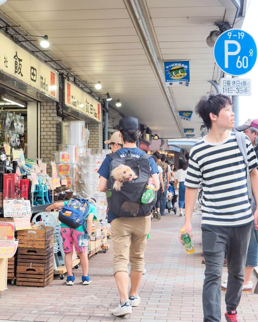 Toypoodle Mikuru?Asakusa Tokyoさんのインスタグラム写真 - (Toypoodle Mikuru?Asakusa TokyoInstagram)「20190616 Sunday. パパとママとあじさい祭りにいきました。 たくさん人がいたけど、 みくるはヒエヒエのリュックの中でカイテキでした。 でも写真撮るのにリュックから出されました😰 みくるはビョウニンなんだから丁重に扱えくそばばぁ💢 帰りはモチロンお家までヒエヒエのリュックの中でした。 ラクチン💖 . #みくる日記 #長國寺 #あじさい祭り . ❶ あじさいとみくるん ❷ インスタみくるんと飼い主 ❸ あじさいみくるん2 ❹ ゆるキャラさんとみくるん。 今年もきゅうりのお吸い物🥒頂きました🙏🏻 暑気払いね。 ❺ ピンでみくるん ❻ 合羽橋道具街でお買物 ❼ 信号待ちみくるん ❽❾➓ あじさい祭り番外編 . 去年に引き続き あじさい祭り行ってきました。 今年は少し遅い時間に行ったので、あじさいも少なかったのかな？ 来年もいけるといいなぁ...😌」6月16日 19時02分 - purapura299