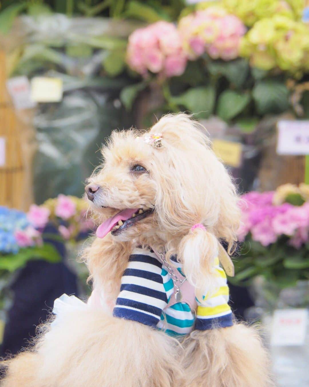 Toypoodle Mikuru?Asakusa Tokyoさんのインスタグラム写真 - (Toypoodle Mikuru?Asakusa TokyoInstagram)「20190616 Sunday. パパとママとあじさい祭りにいきました。 たくさん人がいたけど、 みくるはヒエヒエのリュックの中でカイテキでした。 でも写真撮るのにリュックから出されました😰 みくるはビョウニンなんだから丁重に扱えくそばばぁ💢 帰りはモチロンお家までヒエヒエのリュックの中でした。 ラクチン💖 . #みくる日記 #長國寺 #あじさい祭り . ❶ あじさいとみくるん ❷ インスタみくるんと飼い主 ❸ あじさいみくるん2 ❹ ゆるキャラさんとみくるん。 今年もきゅうりのお吸い物🥒頂きました🙏🏻 暑気払いね。 ❺ ピンでみくるん ❻ 合羽橋道具街でお買物 ❼ 信号待ちみくるん ❽❾➓ あじさい祭り番外編 . 去年に引き続き あじさい祭り行ってきました。 今年は少し遅い時間に行ったので、あじさいも少なかったのかな？ 来年もいけるといいなぁ...😌」6月16日 19時02分 - purapura299