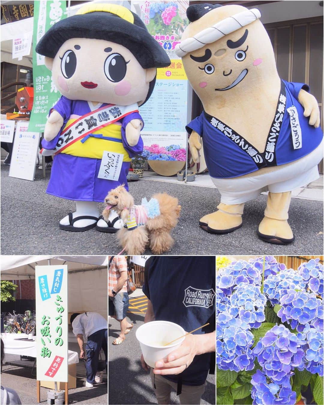 Toypoodle Mikuru?Asakusa Tokyoさんのインスタグラム写真 - (Toypoodle Mikuru?Asakusa TokyoInstagram)「20190616 Sunday. パパとママとあじさい祭りにいきました。 たくさん人がいたけど、 みくるはヒエヒエのリュックの中でカイテキでした。 でも写真撮るのにリュックから出されました😰 みくるはビョウニンなんだから丁重に扱えくそばばぁ💢 帰りはモチロンお家までヒエヒエのリュックの中でした。 ラクチン💖 . #みくる日記 #長國寺 #あじさい祭り . ❶ あじさいとみくるん ❷ インスタみくるんと飼い主 ❸ あじさいみくるん2 ❹ ゆるキャラさんとみくるん。 今年もきゅうりのお吸い物🥒頂きました🙏🏻 暑気払いね。 ❺ ピンでみくるん ❻ 合羽橋道具街でお買物 ❼ 信号待ちみくるん ❽❾➓ あじさい祭り番外編 . 去年に引き続き あじさい祭り行ってきました。 今年は少し遅い時間に行ったので、あじさいも少なかったのかな？ 来年もいけるといいなぁ...😌」6月16日 19時02分 - purapura299