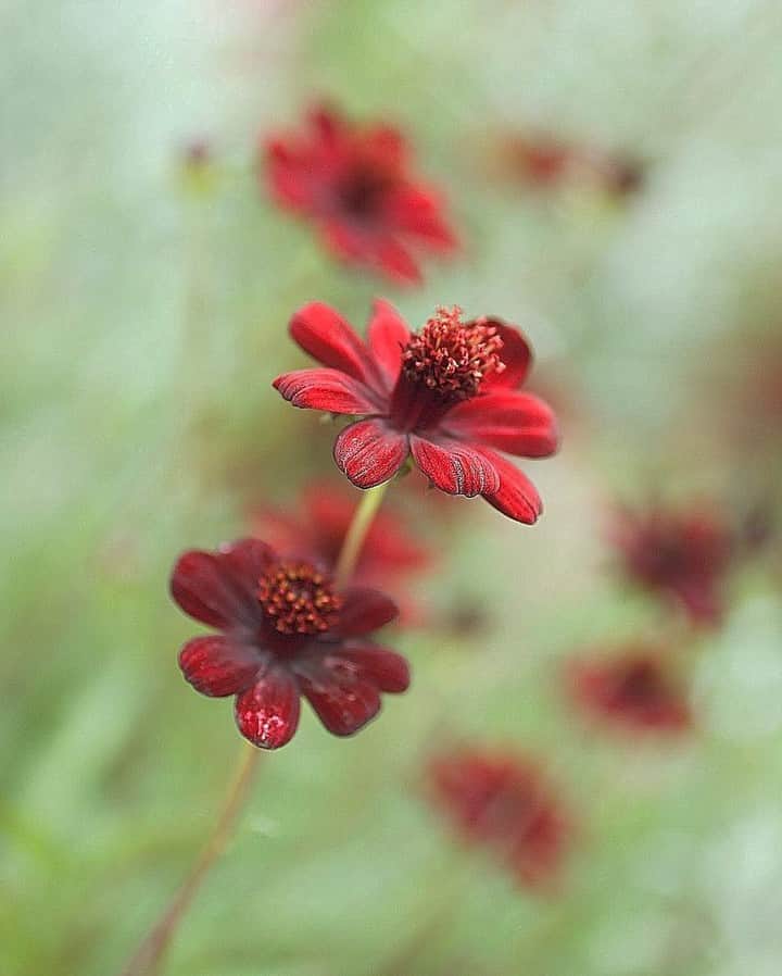 花の写真館のインスタグラム：「Photo by @yukiyo117.⠀ https://instagram.com/yukiyo117/⠀ .⠀ Original Post[投稿頂いたURL]⠀ https://www.instagram.com/p/BW8YbMghpmL/⠀ .⠀ 本アカウントは、 #私の花の写真 をつけてInstagramに投稿された皆さまの花の写真や、「花の写真館」Facebookページで投稿された花の写真を紹介します。⠀ 「花の写真館」Facebookページは、「 @floral.photograph 」のプロフィールにあるURLからご覧ください。⠀ .⠀ #花の写真館 #floralphotograph #floralphoto #flower #flowers #富士フイルム #FUJIFILM⠀ Follow: @floral.photograph」