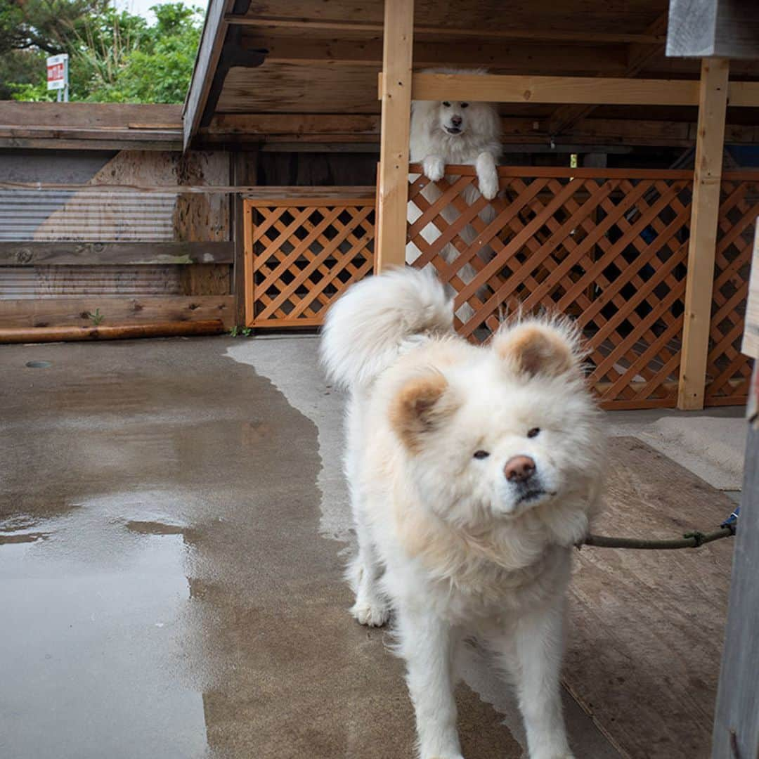 わさおさんのインスタグラム写真 - (わさおInstagram)「A walk! A walk! 散歩しよ　散歩しようよ　梅雨だけど  #busakawa #longhair #longcoat #akitainu #dog #wasao #chome #ぶさかわ #長毛 #秋田犬 #わさお #ちょめ ( @chome_style )」6月16日 19時46分 - wasao_official