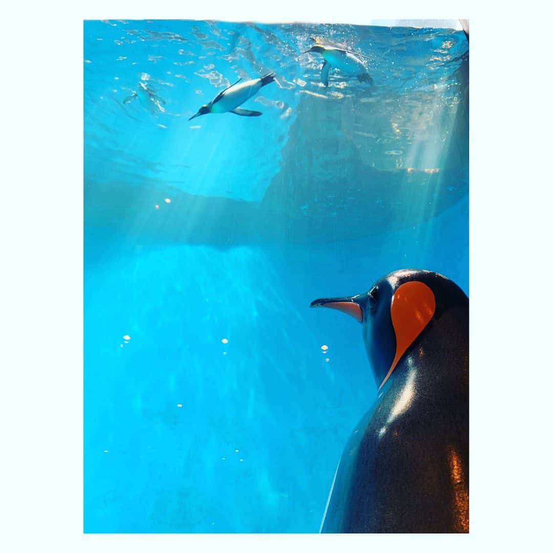 佐藤綾子さんのインスタグラム写真 - (佐藤綾子Instagram)「🐧ART🐧﻿ ﻿ ﻿ きょうの取材は #長崎ペンギン水族館 へ🐟﻿ #松島佳世 さんの #ペンギン美術館 ！！﻿ 世界の名画にペンギンが入り込んだアート作品が並びます！﻿ このにくめないペンギンがそこかしこにいます…元の名画との比較も楽しい空間でした！﻿ ﻿ 最後の写真は泳ぐペンギンに憧れる置物ペンギンちゃん。﻿ ﻿ #ペンギン #長崎ペンギン水族館﻿ #ncc #長崎文化放送 #アナウンサー #取材日記」6月16日 19時42分 - satoaya_ncc
