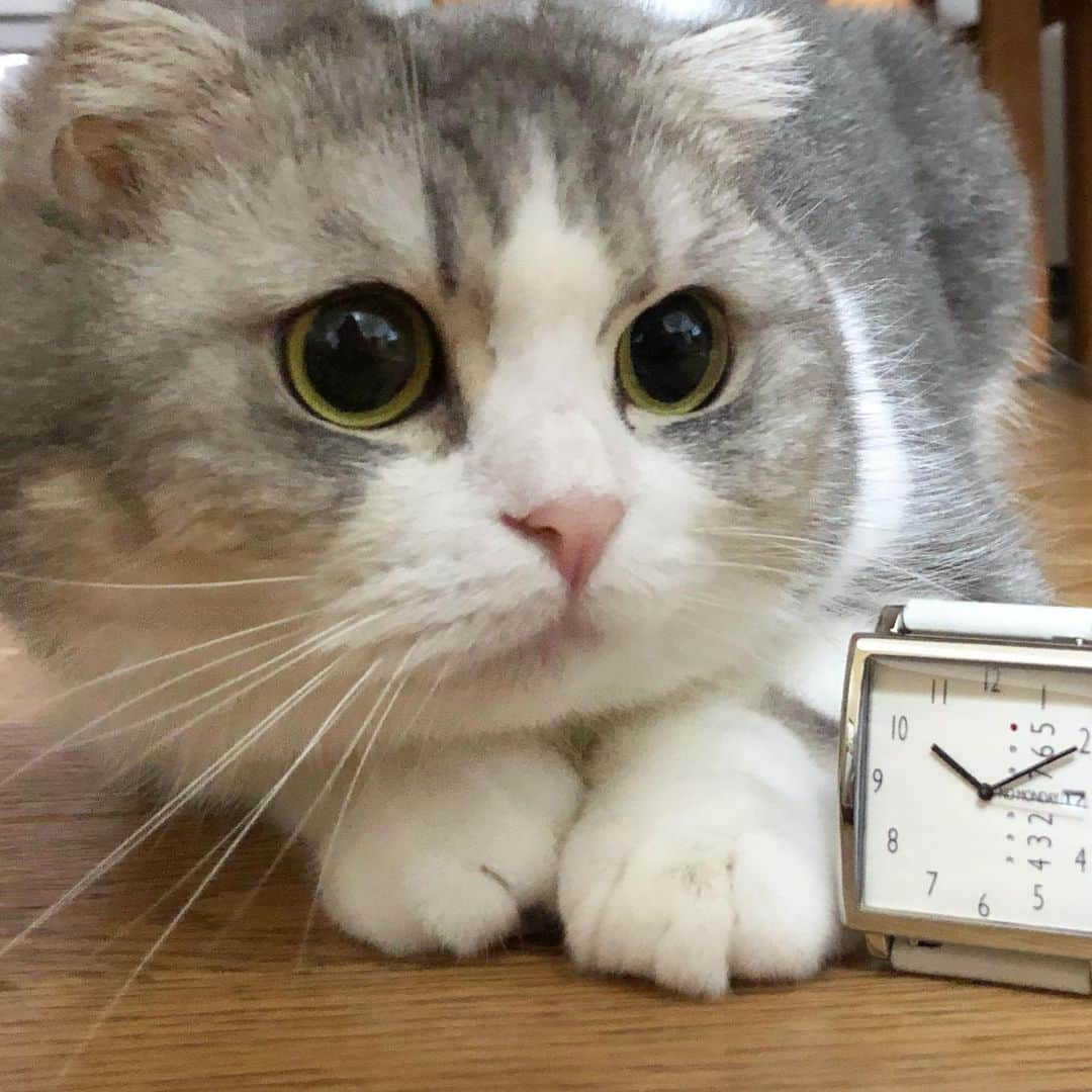 *eri*さんのインスタグラム写真 - (*eri*Instagram)「こんばんは⋆｡˚✩ Square faceの時計⌚️とround faceのしふぉん😸 ⭕️と🔲のコラボ？です🥰 ・ 以下PRです🙇‍♀️ ・ 腕時計はノーマンデー ⌚️ thank you💖 @nomonday_jp ・ ・ クーポンコード『eriten8』で 10%OFFになります ・ 他にも素敵な時計がたくさんあるので ぜひチェックしてみて下さいね😉💖 ・ http://nomonday.jp/ ・ #PR #nomonday#ノーマンデー#腕時計#時計#手元倶楽部 #猫 #ねこ #スコティッシュフォールド #ネコ #ねこ部 #にゃんこ #スコティッシュ#ニャンコ#ペット#スコ#猫部#cat #Scottishfold」6月16日 19時55分 - eriten8