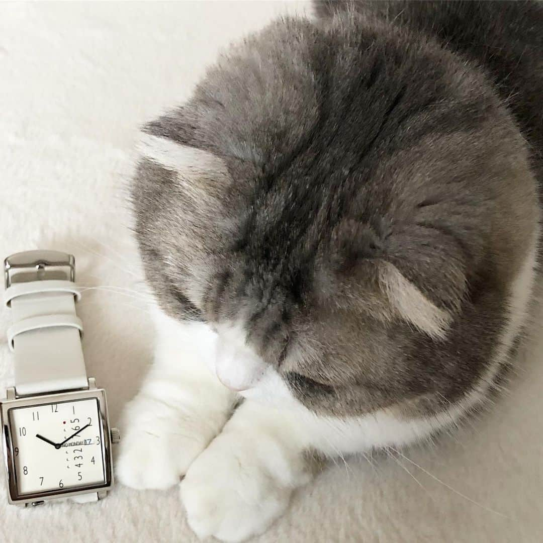 *eri*さんのインスタグラム写真 - (*eri*Instagram)「こんばんは⋆｡˚✩ Square faceの時計⌚️とround faceのしふぉん😸 ⭕️と🔲のコラボ？です🥰 ・ 以下PRです🙇‍♀️ ・ 腕時計はノーマンデー ⌚️ thank you💖 @nomonday_jp ・ ・ クーポンコード『eriten8』で 10%OFFになります ・ 他にも素敵な時計がたくさんあるので ぜひチェックしてみて下さいね😉💖 ・ http://nomonday.jp/ ・ #PR #nomonday#ノーマンデー#腕時計#時計#手元倶楽部 #猫 #ねこ #スコティッシュフォールド #ネコ #ねこ部 #にゃんこ #スコティッシュ#ニャンコ#ペット#スコ#猫部#cat #Scottishfold」6月16日 19時55分 - eriten8