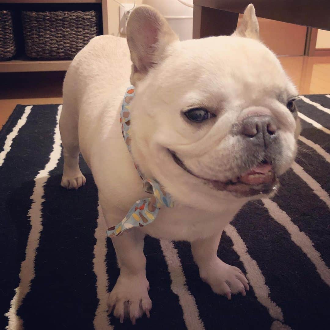タニム（マーブル母）のインスタグラム：「* CA風🛩✨今日は暑かったね〜 * 室内で興奮してクールスヌードされるマーブル🐷❄️ * #寒暖差激し過ぎ〜 #私のアモーレ🐷❤️」