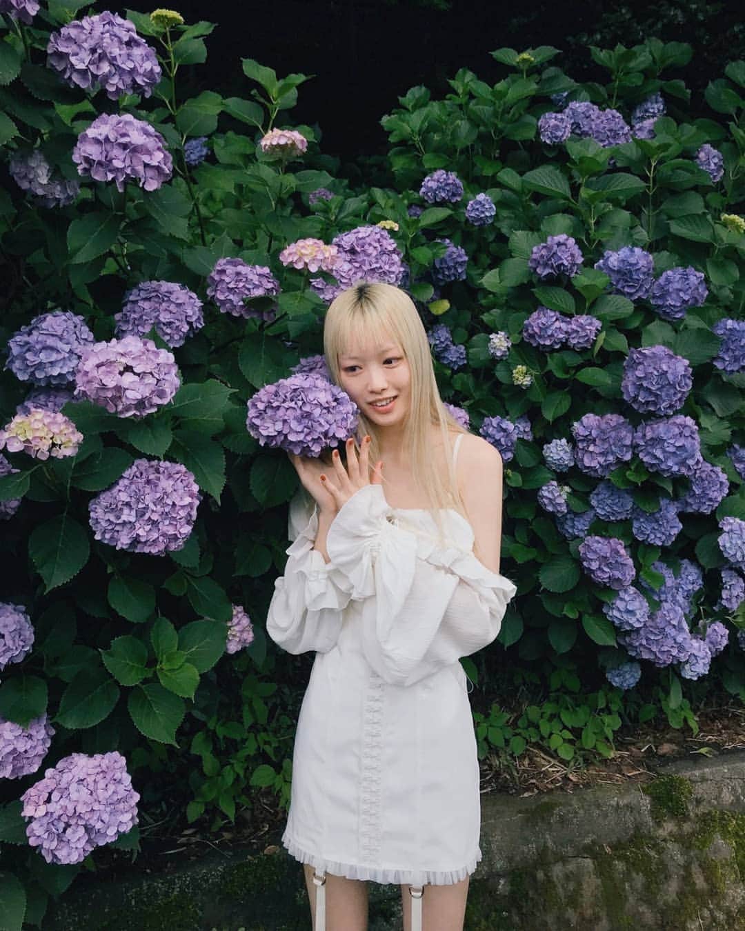 フェルナンダ・リーのインスタグラム：「Hydrangea and Lace Cap Hydrangea 🥰 I haven't seen the lace cap variety before, but even the regular kind are the size of my head which is quite crazy 🤩 〰️〰️〰️〰️〰️ 紫陽花と額紫陽花 額紫陽花は今まで見てません、 今週は初めてです❣ さらにこっちの普通の紫陽花にも頭よりデカイ。。ショック🤪  #hydrangea」