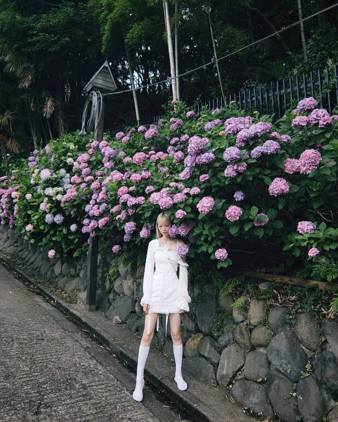 フェルナンダ・リーさんのインスタグラム写真 - (フェルナンダ・リーInstagram)「Hydrangea and Lace Cap Hydrangea 🥰 I haven't seen the lace cap variety before, but even the regular kind are the size of my head which is quite crazy 🤩 〰️〰️〰️〰️〰️ 紫陽花と額紫陽花 額紫陽花は今まで見てません、 今週は初めてです❣ さらにこっちの普通の紫陽花にも頭よりデカイ。。ショック🤪  #hydrangea」6月16日 19時56分 - warukatta