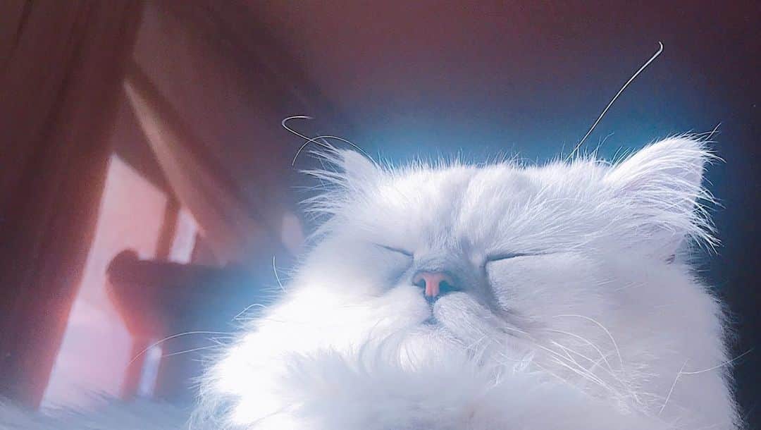 河西美希さんのインスタグラム写真 - (河西美希Instagram)「最近猫を見て 『長！！！！』 と思う事があります（毎日）  クーラーの下でこんなんなってましたわ…かわええ…  #ペルシャ猫 #チンチラシルバー #ねこすたぐらむ #ねこさん #ふぉーさん #CAT #ネッコ」6月16日 19時57分 - mikipon1111