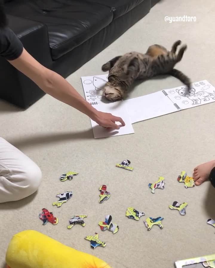 ゆうとろ（柴犬ゆうと猫のとろ）のインスタグラム