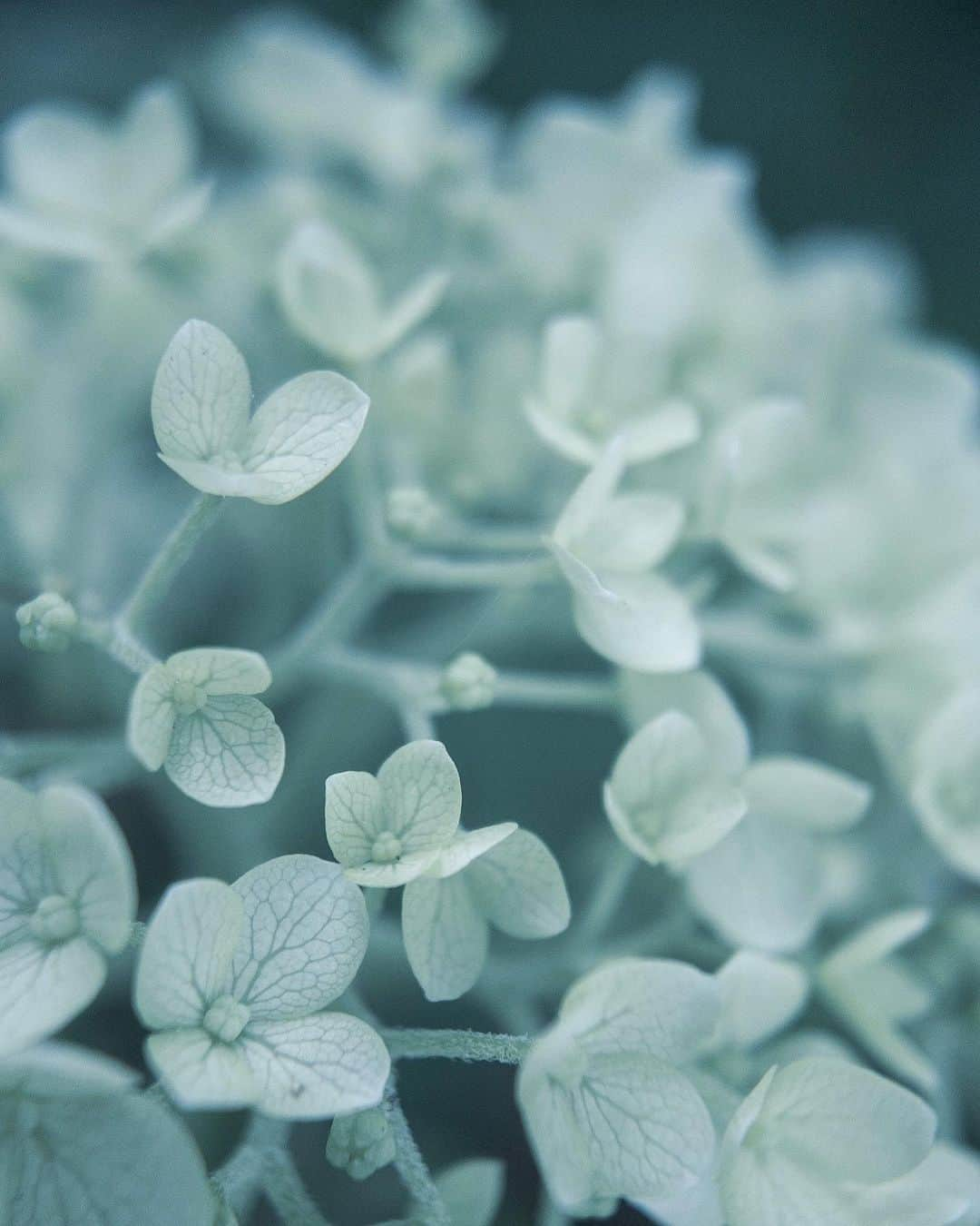 shinichi38さんのインスタグラム写真 - (shinichi38Instagram)「﻿ ﻿ ﻿ ﻿ Micro Garden 💠﻿ ﻿ ﻿ Attachment Lens for iPhone📱﻿ @tokyo_grapher﻿ #tg_macro﻿ #shoton_tg﻿ #shotoniphonexsmax」6月16日 20時48分 - shinichillout54