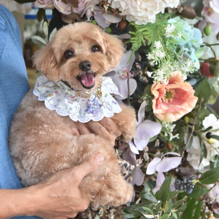 Truffle??松露?トリュフさんのインスタグラム写真 - (Truffle??松露?トリュフInstagram)「📆(16Jun19) 👨🏻❤️Daddy, you are my hero 💪 and my 👑 and I ❤️you to the moon and back 😘Happy Father’s Day to you and to all the 👣and 🐾 Dads on IG 👨🏻💞💞💞 📍@cafedenicolesflower 🌸🌼🌷🌹🌺 #happyfathersday #youaremyhero #llovemydaddy #daddysgirl」6月16日 20時41分 - trufflethetrouble