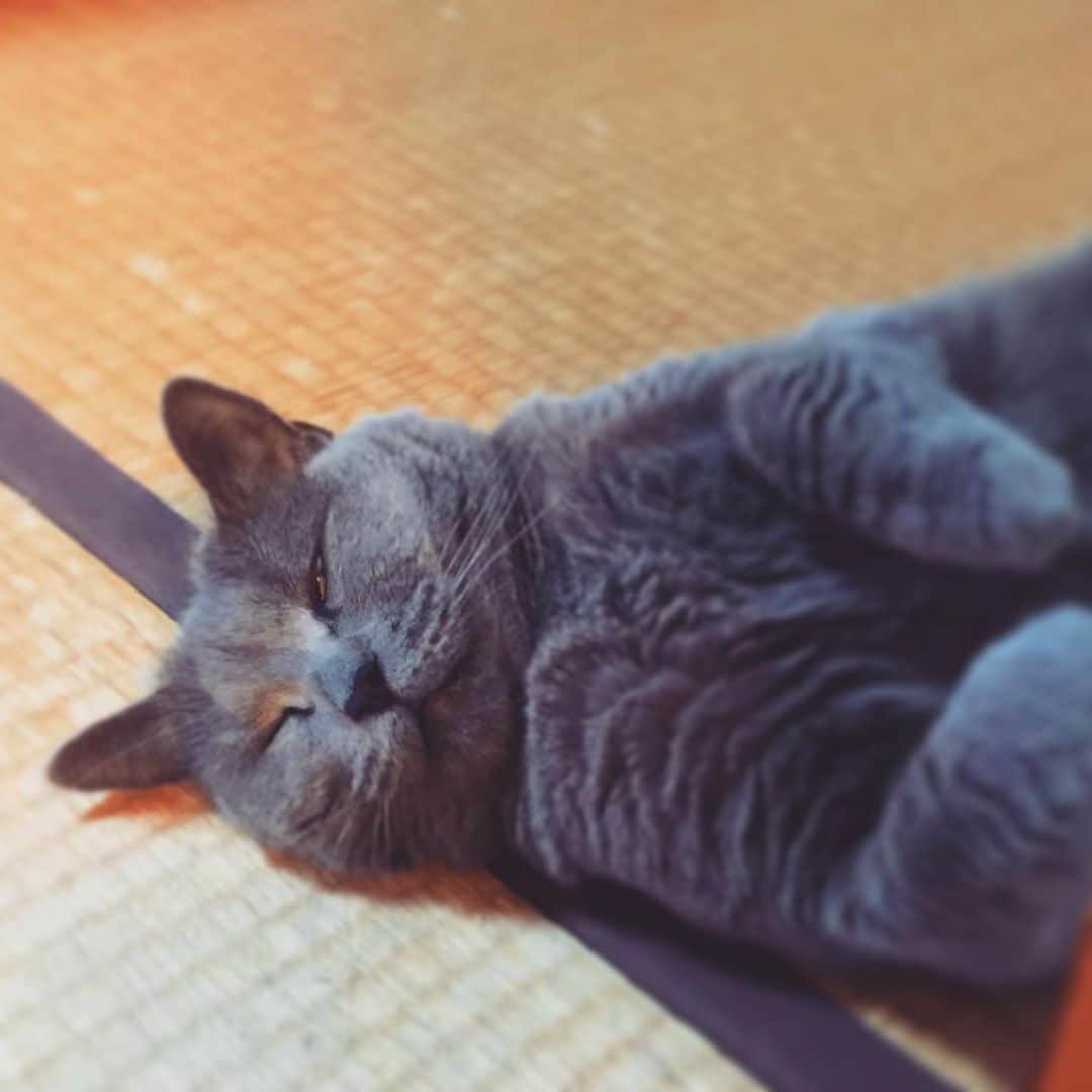 チキン南蛮カレーのルウ王子のグルメインスタ