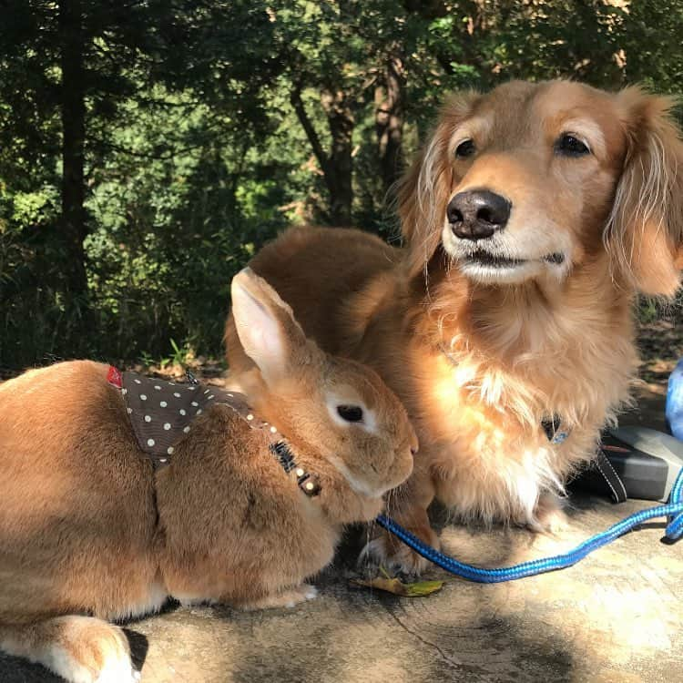 Chieko Shibutaさんのインスタグラム写真 - (Chieko ShibutaInstagram)「たろー🐶&うじゃこ🐰地方☀ あさんぽ🌿 たろー！ 今日も　暑くなりそうですね～ 毛玉には　厳しいですね 早めの　退散🐰💦 💕✨🐶🍀🐰✨💕 #dachshund #dachshunds #dachshundlove #dog #dogs #doglove #instadog #instagram #instagood #pet #pets #petsagram #cute #cutepe #cutepet #cutedog #cuteanimals #likes #09076999576 happy #smile #rabbit #ラビット #ミニュチュア #ミニュチュアダックス  #ミニュチュアダックスフント #うさぎ部 #うさぎ #ダックス #ダックスフンドロングヘアー#ねざーらんどわーふ」6月16日 21時06分 - chieko.81