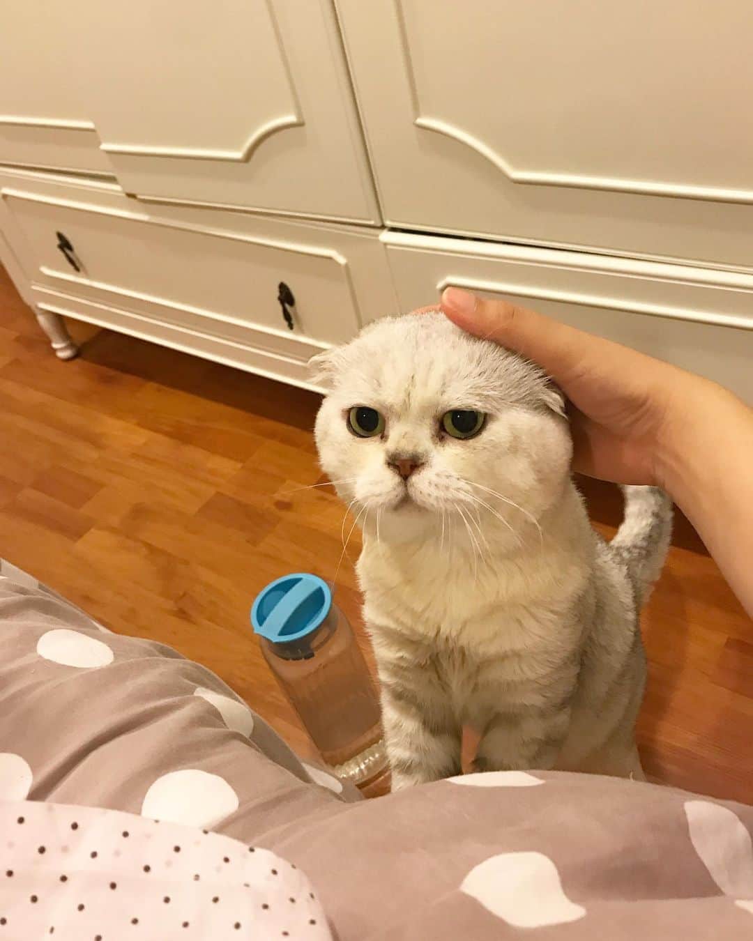 Haruのインスタグラム：「Someone asking for snacks. #haruthecat #ก็จะโผล่มาเวลาหิว」