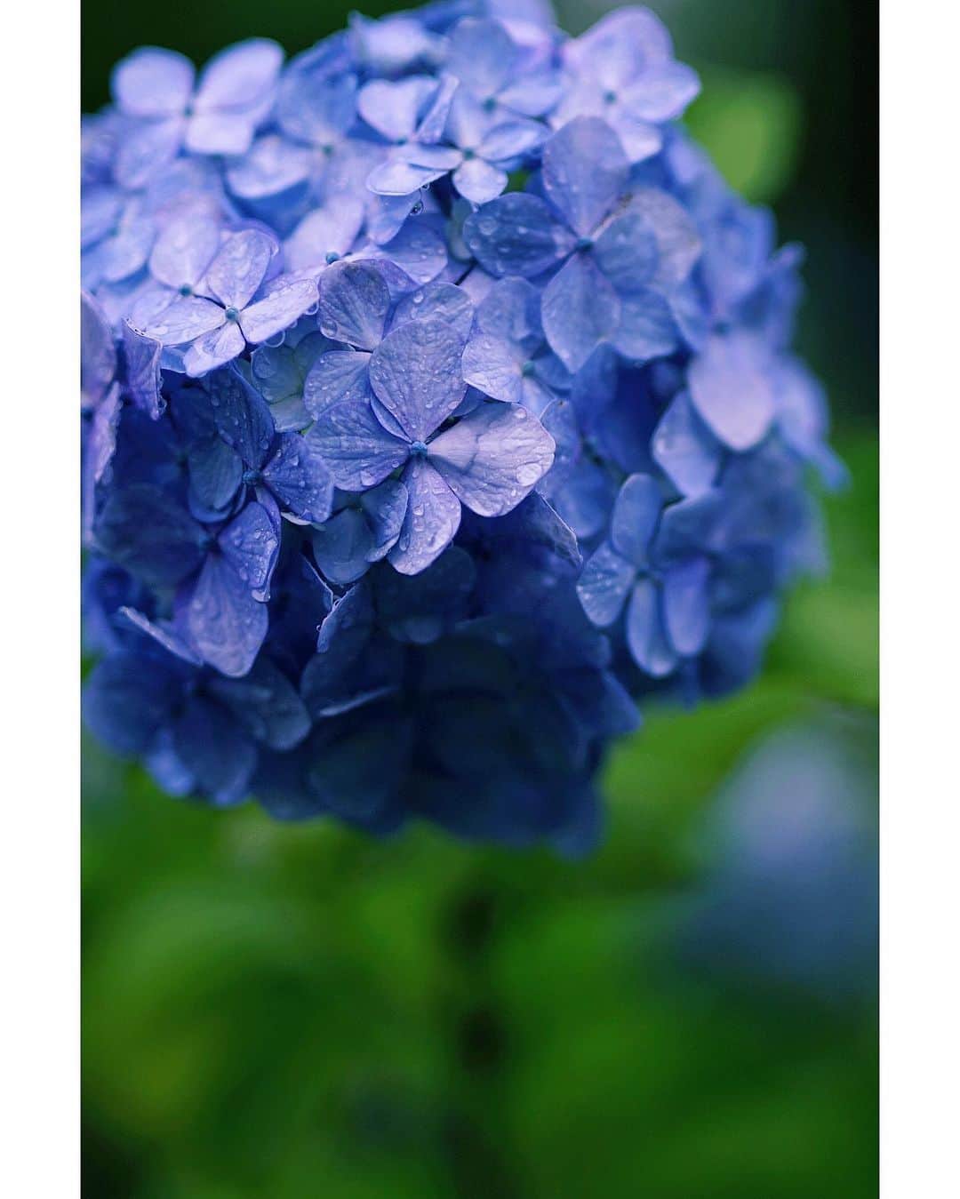 Ryoko Yunokiのインスタグラム：「+ + + Moisture-loving flowers💠 + + + #紫陽花 #集真藍 #味狭藍 #安治佐為 #Hydrangea #hortensia #Hydrangeamacrophylla」