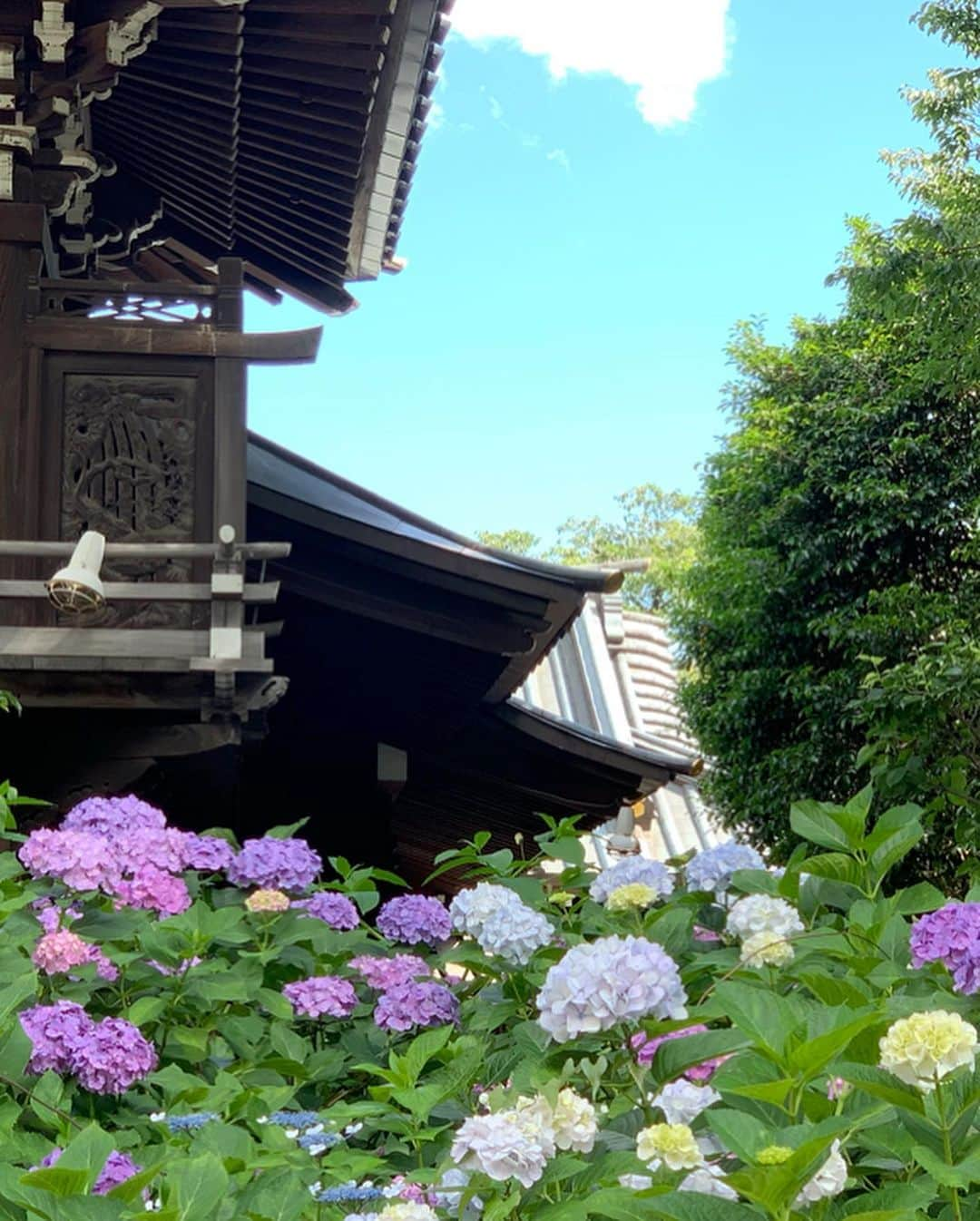 Yukaさんのインスタグラム写真 - (YukaInstagram)「白山神社⛩ 昨日ずっと雨降ってたのに、 今日はめちゃ晴れててすごい暑かった💦 アジサイ見に行ったら、超混雑してた🤪 屋台で映えそうなあじさい飴見つけて買っちゃった🥺🥺 * * 昨天週末下了整天雨超級厭世 沒想到今天不但大晴天、還超熱💦 想去看個紫陽花也擠爆 最後買到紫陽花造型的棒棒糖， 還出乎意料的便宜，好開心🥺  #yukajapanfood#yukajapandaily#yukajapantravel#hakusanjinja#japan#ajisai#白山#白山神社#アジサイ#紫陽花#あじさい#白山神社あじさい祭り#あじさい飴六月#インスタ映え#フォトスポット#かわいい#写真好きな人と繋がりたい#カメラ女子#暑い#お出かけ#晴れ」6月16日 21時21分 - loveyuka06