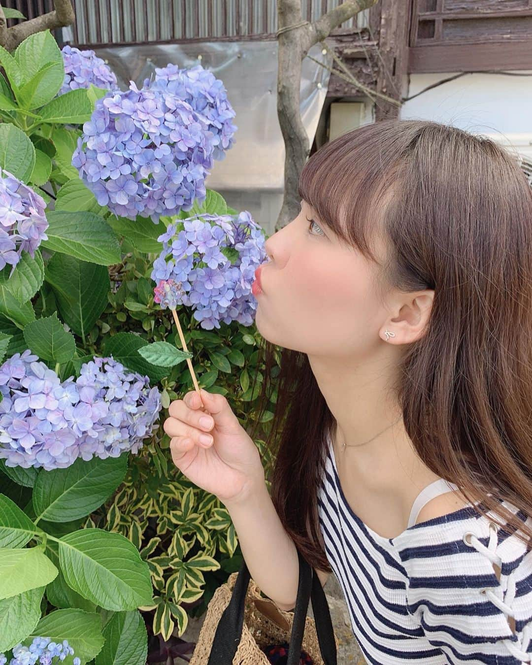 Yukaさんのインスタグラム写真 - (YukaInstagram)「白山神社⛩ 昨日ずっと雨降ってたのに、 今日はめちゃ晴れててすごい暑かった💦 アジサイ見に行ったら、超混雑してた🤪 屋台で映えそうなあじさい飴見つけて買っちゃった🥺🥺 * * 昨天週末下了整天雨超級厭世 沒想到今天不但大晴天、還超熱💦 想去看個紫陽花也擠爆 最後買到紫陽花造型的棒棒糖， 還出乎意料的便宜，好開心🥺  #yukajapanfood#yukajapandaily#yukajapantravel#hakusanjinja#japan#ajisai#白山#白山神社#アジサイ#紫陽花#あじさい#白山神社あじさい祭り#あじさい飴六月#インスタ映え#フォトスポット#かわいい#写真好きな人と繋がりたい#カメラ女子#暑い#お出かけ#晴れ」6月16日 21時21分 - loveyuka06