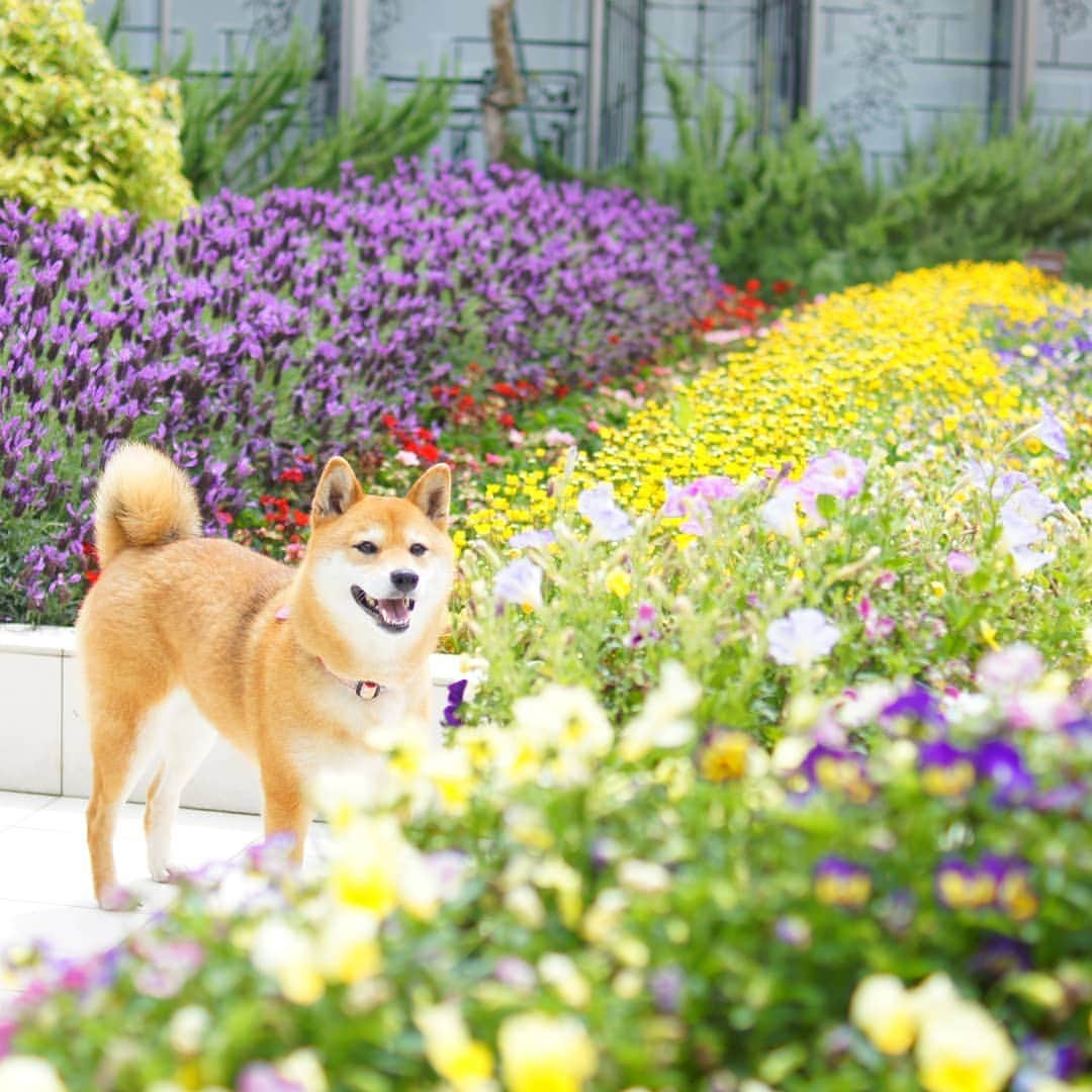 柴犬 ゆりのインスタグラム：「2019.6.16 旅の思い出🍀 GW後半に初めての伊豆旅行🚙 #ニューヨークランプミュージアムアンドフラワーガーデン に行きました☺️ お花もステンドグラスも美しく、とても素敵な場所でした😆 今はあじさいフェスタ開催中のようです✨ また行きたいな💖  2019.5.3撮影  #城ヶ崎で花といぬ旅  #犬 #柴犬 #shibainu #shibastagram #dog #dogstagram #dogsofinstaworld #dogsofinstagram #bestjapanpics #japan_daytime_view #team_jp_ #tokyocameraclub #instagramjapan #igersjp #flowers #scenery #landscape #マーフィいぬぞら #花とうちの子 #petio柴公園」