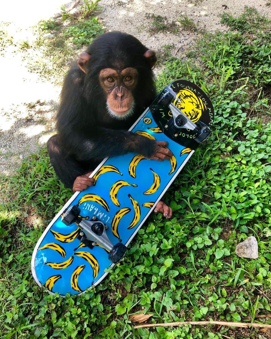 Zoological Wildlife Foundationさんのインスタグラム写真 - (Zoological Wildlife FoundationInstagram)「Happy Father’s Day 💙 . #limbani #chimpanzee #chimp #zwf #criticallyendangered #notpets #skateboard #fathersday」6月16日 21時47分 - zwfmiami