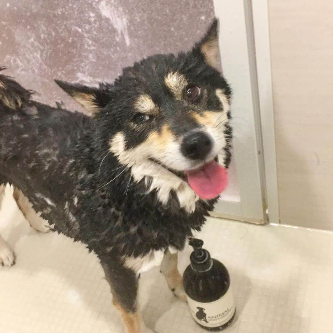 vo_coのインスタグラム：「☀️ こたつさん今月の格言 * 『梅雨の晴れ間  気をつけなはれ  抜き打ちシャンポー』 * #こたつ今月の格言 #shibastagram #instashiba #shiba #shibainu #黒柴 #柴犬」