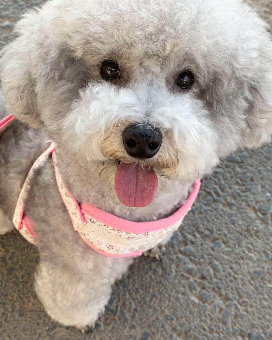 白雪さんのインスタグラム写真 - (白雪Instagram)「My baby 🐶♥️♥️ The best moment of the day #love」6月16日 22時14分 - baixue0929