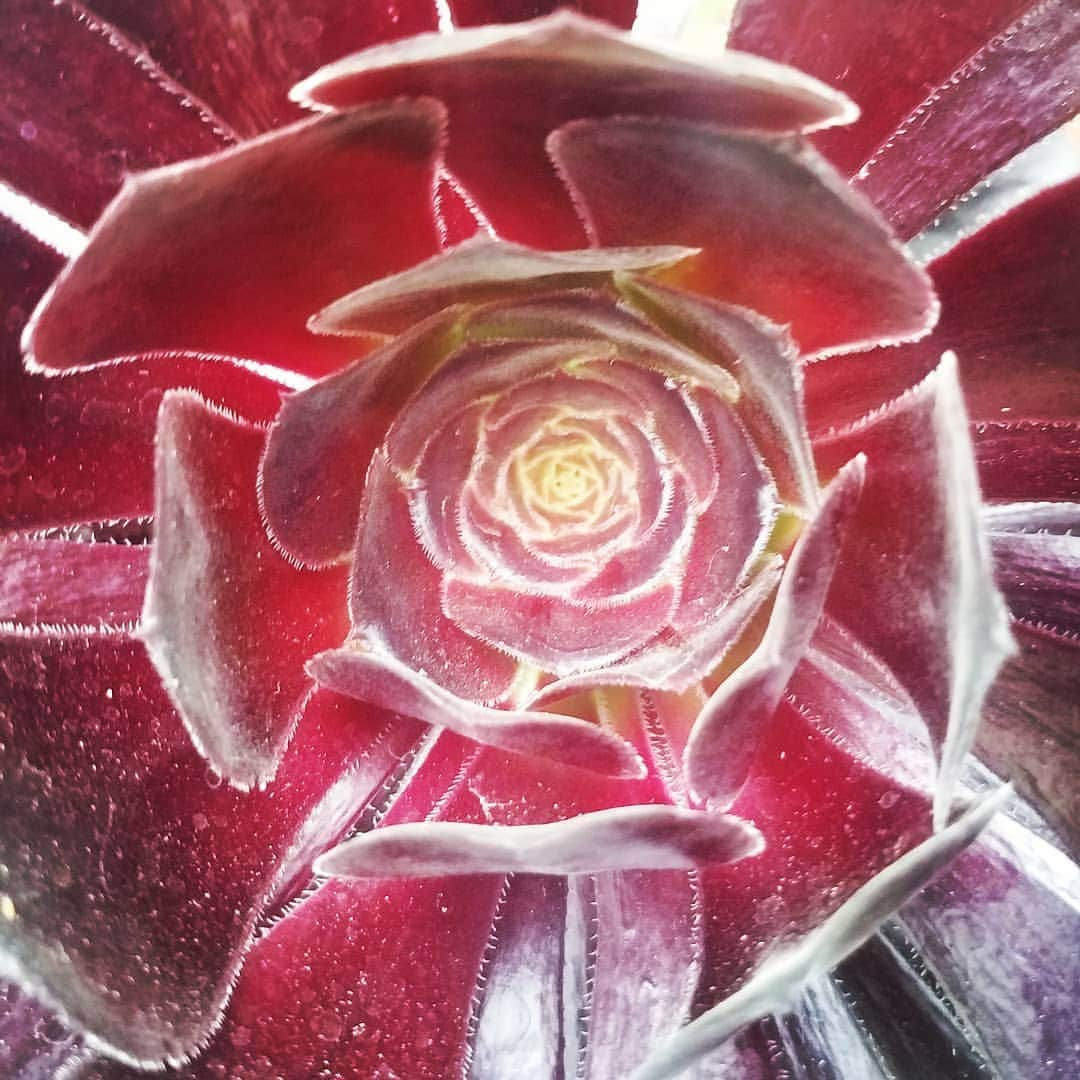 ガソリングラマーさんのインスタグラム写真 - (ガソリングラマーInstagram)「Aeonium arboreum Zwartkop #GASOLINEGARDEN #ILOVEGARDENS #GARDENSRULE #GARDENCHURCH #GARDENPARTY #GARDENMAGIC #AVANTGARDEN #GARDENS #GARDENGANGSTER #garden #gardenlife #GARDENER #gardentime #GARDENING #FLOWERS #plants #FLOWER #CACTUS #CACTI #SUCCULENTS @gasolineglamour  #GASOLINEGLAMOUR #AYEARINFLOWERS  #blackaeonium #aeoniumarboreum #shadowhills  #THANKYOU @nicksnursery  #nicksnursery  Kingdom: Plantae (unranked): Angiosperms (unranked): Eudicots (unranked): Core eudicots  Order: Saxifragales  Family: Crassulaceae  Genus: Aeonium」6月17日 3時46分 - gasolineglamour