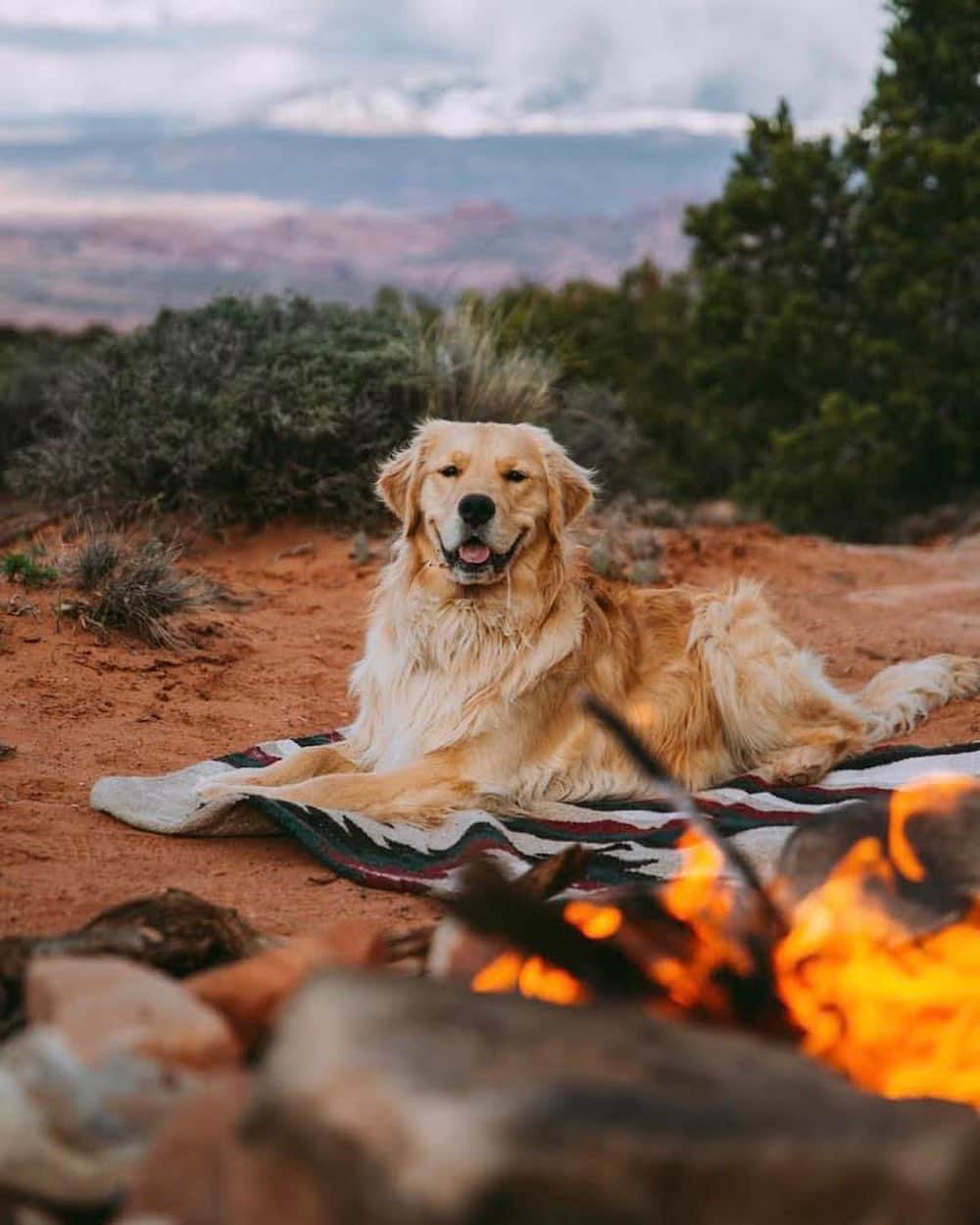 DogsOf Instagramのインスタグラム：「“Kona loves camping so much - as you can see from his happy and drooly face.” writes @goldenkonabear  #dogsofinstagram」
