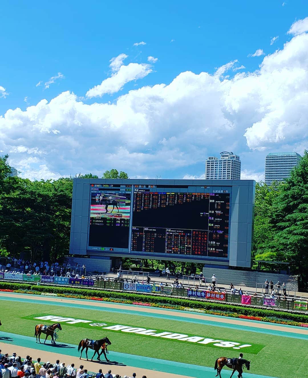 梅田陽子さんのインスタグラム写真 - (梅田陽子Instagram)「すっかり夏空。気持ちいい一日でした。  #競馬#東京競馬場#馬#horse」6月16日 22時21分 - yokoumeda
