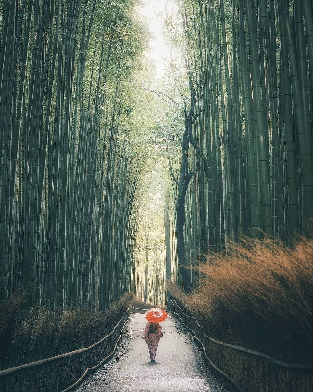 Berlin Tokyoさんのインスタグラム写真 - (Berlin TokyoInstagram)「A day in the ancient capital starts in stillness - strolling through the tranquil bamboo grove in the crisp morning air. . . . 📍 Arashiyama, #kyoto , #japan」6月16日 22時22分 - tokio_kid