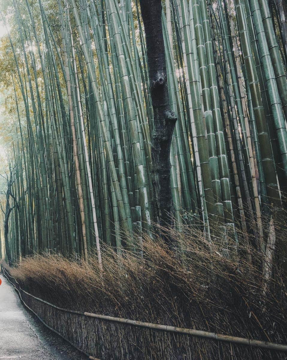 Berlin Tokyoさんのインスタグラム写真 - (Berlin TokyoInstagram)「A day in the ancient capital starts in stillness - strolling through the tranquil bamboo grove in the crisp morning air. . . . 📍 Arashiyama, #kyoto , #japan」6月16日 22時22分 - tokio_kid