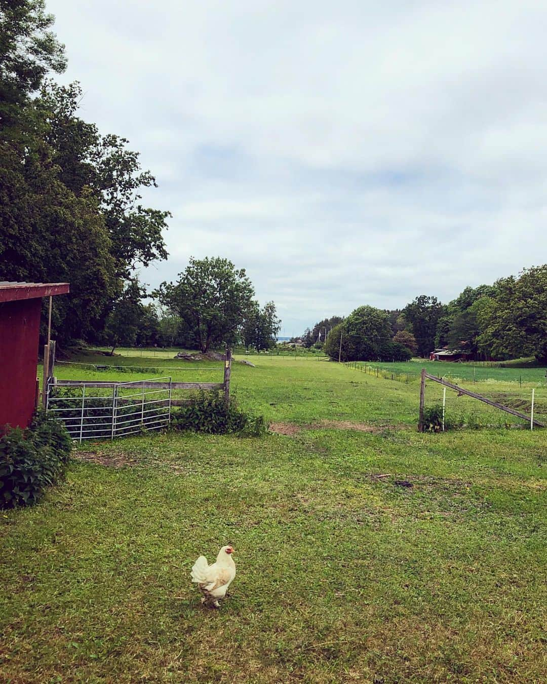 デレク・ブラスバーグさんのインスタグラム写真 - (デレク・ブラスバーグInstagram)「Even the chickens are blond in Sweden 🇸🇪」6月16日 22時28分 - derekblasberg