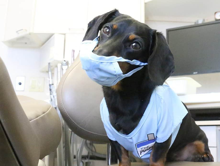 Crusoe the Celebrity Dachshundさんのインスタグラム写真 - (Crusoe the Celebrity DachshundInstagram)「Oakley Goes to the Dentist!!! New episode (and last for now)! Check out full vid via link in profile and tell me what you think in the comments!!!😋😬😁” ~ Crusoe」6月16日 22時45分 - crusoe_dachshund