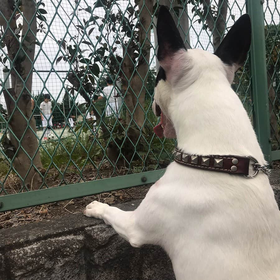 Q太郎さんのインスタグラム写真 - (Q太郎Instagram)「#minituru#bull#terrier#minibullterrier#miniturubullterrier#dog#dogstagram#cute#qtaro#love#family#ミニチュア#ブルテリア#ミニチュアブルテリア#Q太郎#木崎中学校#サッカー部#ボールで#遊びたい」6月16日 23時03分 - qtaro.jun