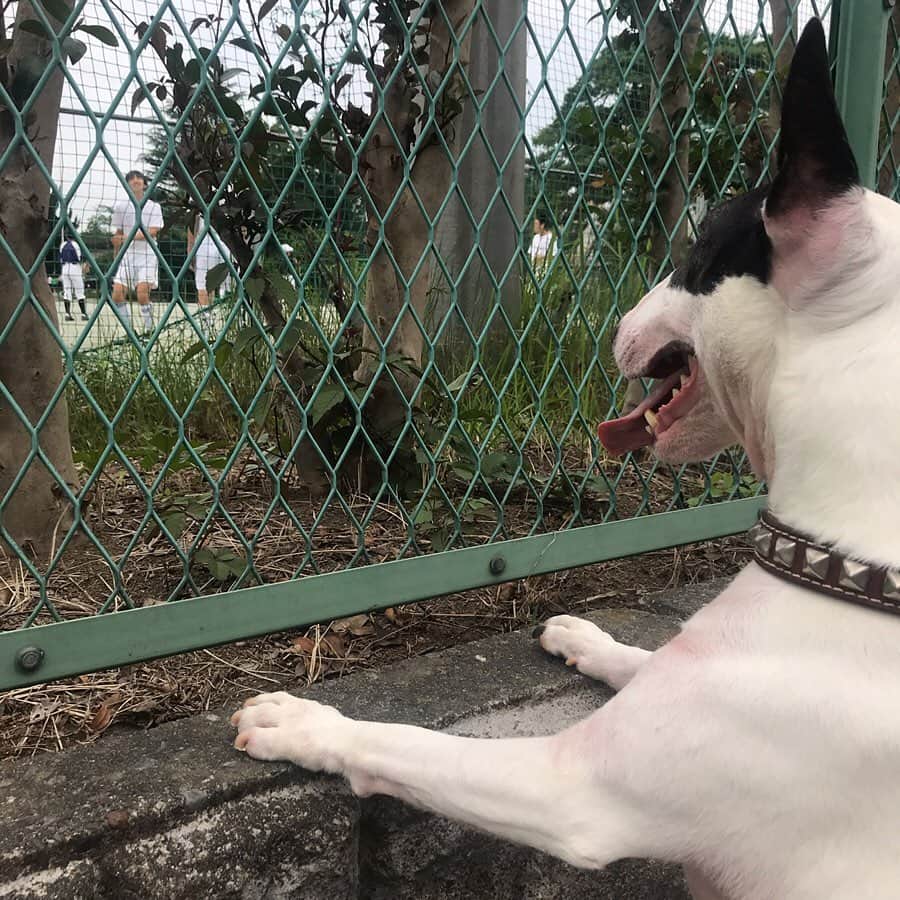 Q太郎さんのインスタグラム写真 - (Q太郎Instagram)「#minituru#bull#terrier#minibullterrier#miniturubullterrier#dog#dogstagram#cute#qtaro#love#family#ミニチュア#ブルテリア#ミニチュアブルテリア#Q太郎#木崎中学校#サッカー部#ボールで#遊びたい」6月16日 23時03分 - qtaro.jun