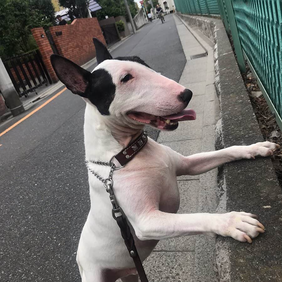 のインスタグラム：「#minituru#bull#terrier#minibullterrier#miniturubullterrier#dog#dogstagram#cute#qtaro#love#family#ミニチュア#ブルテリア#ミニチュアブルテリア#Q太郎#木崎中学校#サッカー部#ボールで#遊びたい」