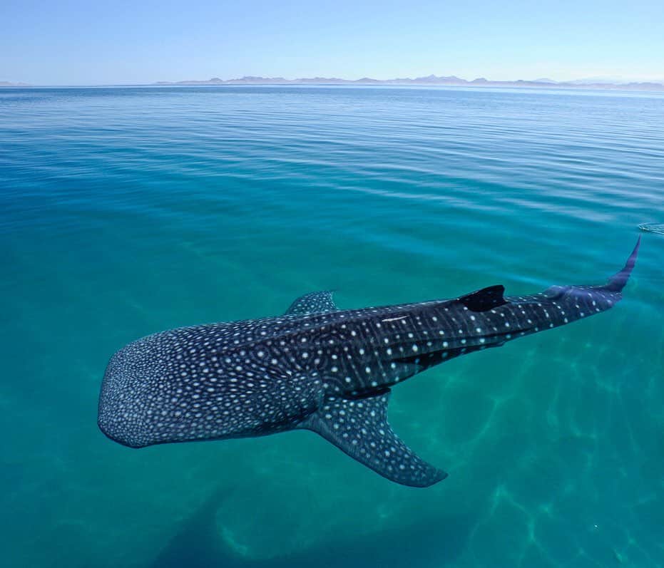 Thomas Peschakさんのインスタグラム写真 - (Thomas PeschakInstagram)「A whale shark travels through the seas off La Paz, Mexico. Whale shark numbers normally peak in this part of the Sea of Cortez when the ocean is green, murky and rough. In 2015 however unusual climatic and oceanographic conditions resulted in calm and clear water, making this unusual picture possible. Shot on assignment for @natgeo magazine for the September 2017 story Ocean Stewards.  In collaboration with the Mexican conservation NGOs @maresmexicanos and @whalesharkmexico」6月16日 23時22分 - thomaspeschak