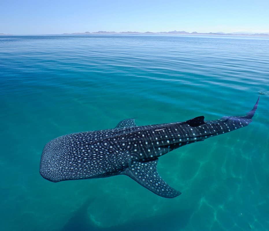 のインスタグラム：「A whale shark travels through the seas off La Paz, Mexico. Whale shark numbers normally peak in this part of the Sea of Cortez when the ocean is green, murky and rough. In 2015 however unusual climatic and oceanographic conditions resulted in calm and clear water, making this unusual picture possible. Shot on assignment for @natgeo magazine for the September 2017 story Ocean Stewards.  In collaboration with the Mexican conservation NGOs @maresmexicanos and @whalesharkmexico」