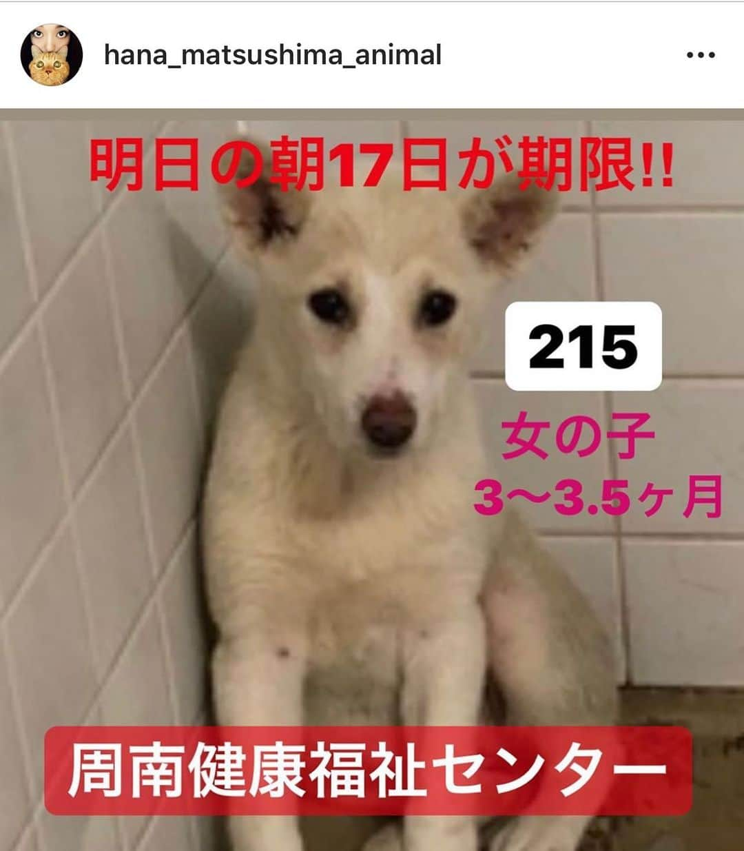 大日方久美子さんのインスタグラム写真 - (大日方久美子Instagram)「・ 追記 ☆6月17日 am2:05☆ ・ @dog_cat_love2626 さんより里親さん決定のご連絡をいただきました🙏🏻❤️ ・ 皆さんありがとうござました🙏🏻🙏🏻🙏🏻🙏🏻 ・ ・  ロウがいた山口県の周南市で明日が期限の女の子がいます。  近隣の方で引き出しボランティアをしてくださる方、また山口から空輸の手続きをしてくださる方もいらっしゃればメッセージいただけませんか。  ロウ、キナリの正式な家族が決まったので、私が一時預かりをしたいと思っているのですが、明日山口まで行くことができません…。 ・ ・  引き出しから空輸手続きまでボランティアしてくださる方がいらっしゃれば、我が家でこの子を預かりたい。 時間がないので、拡散のご協力いただけると助かります。  詳細は @dog_cat_love2626 か @hana_matsushima_animal さんの投稿やストーリーからご覧いただけます。  まだ3ヶ月くらいの小さな女の子で、怖くてパニックを起こしているとのこと。  自分の状況を悟っているんだと思います。  ロウも怖くて怖くて怯えていました。 ウンチを漏らしてしまうほど怖かったんです。 きっとこの子も同じように怖いんだと思うと早く安心させてあげたい気持ちでいっぱいです。  どうかお力を貸してください。 よろしくお願いします🙏🏻 ・ ・ #殺処分ゼロ  #保護犬 #保護犬を家族に」6月16日 23時26分 - kumi511976