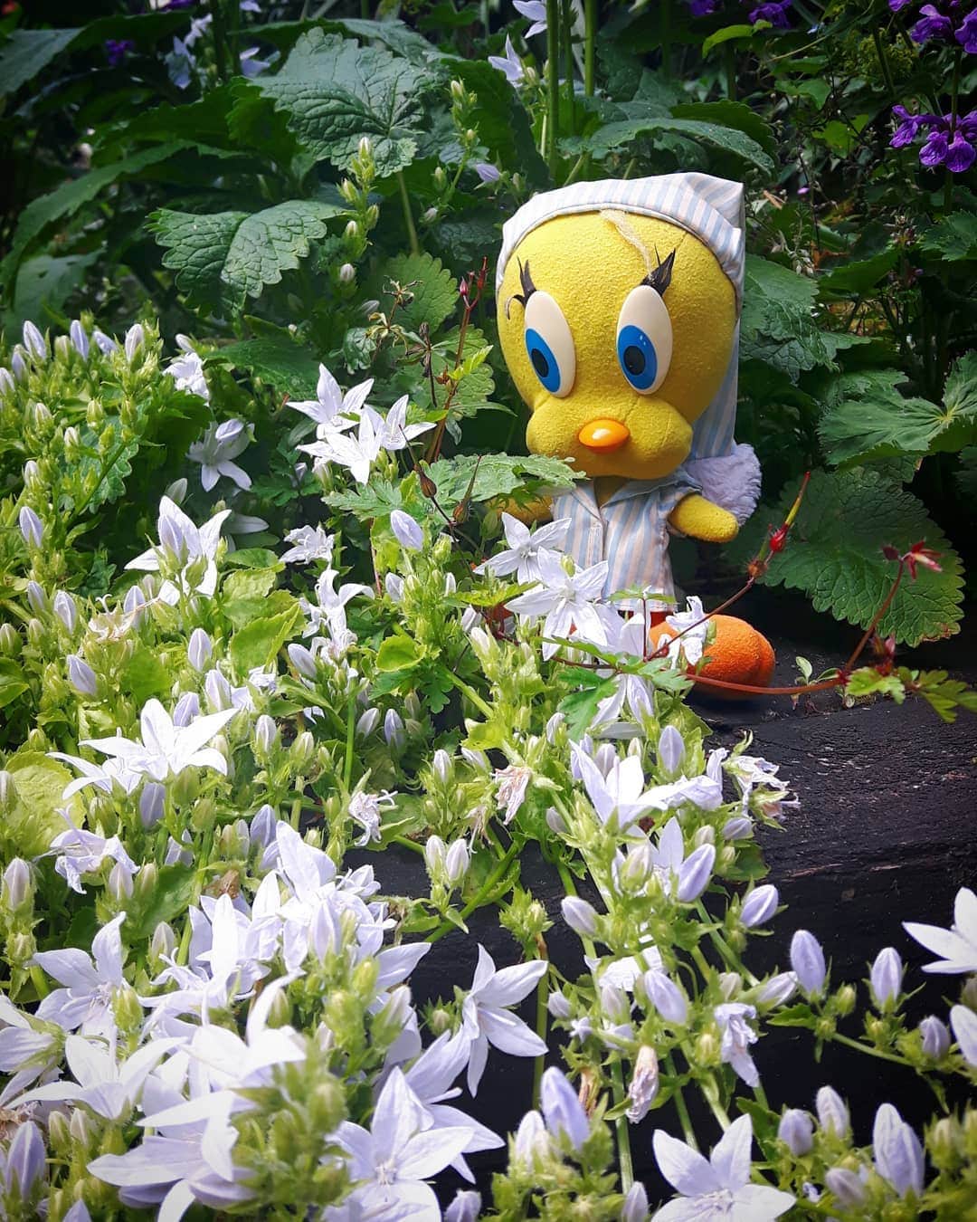 Little Yellow Birdさんのインスタグラム写真 - (Little Yellow BirdInstagram)「Enjoying a sunny sunday afternoon in the garden! #littleyellowbird #tweety #tweetykweelapis #adventures #yellow #bird #weekend #sunday #sunny #sunnyday #lazysunday #flowers #garden #bluesky #summer #june #gardenflowers #stuffedanimalsofinstagram #plushiesofinstagram」6月16日 23時30分 - tweetykweelapis