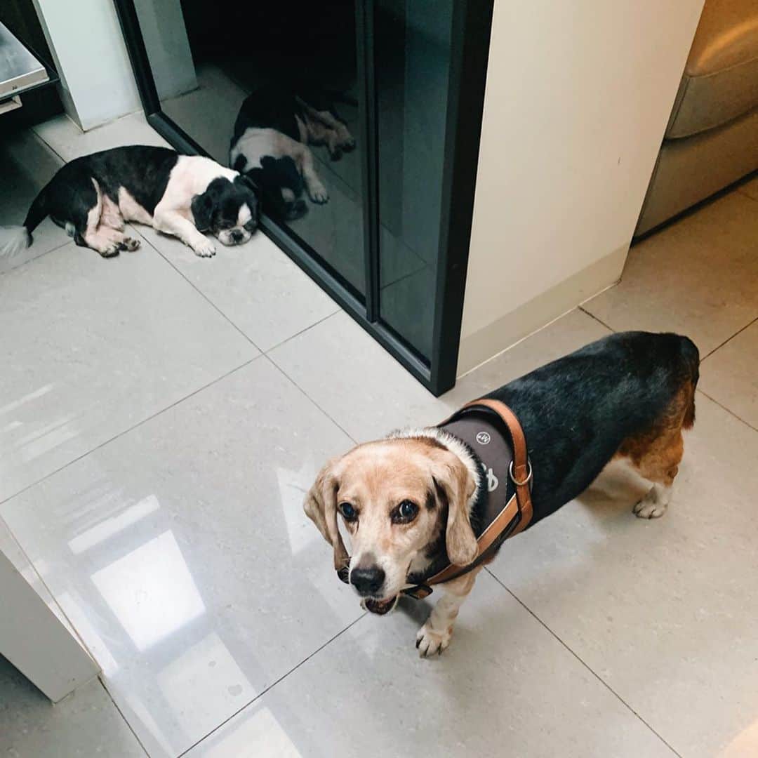 郭圈圈さんのインスタグラム写真 - (郭圈圈Instagram)「有夠可愛的咪🥺🥺🥺 每天都萌翻媽咪♥️ 這個背影太犯規了～～🥰」6月16日 23時31分 - helloiamlea