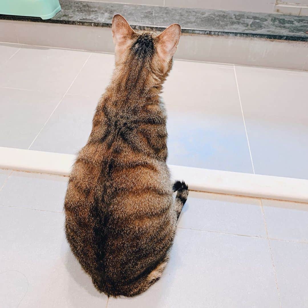 郭圈圈さんのインスタグラム写真 - (郭圈圈Instagram)「有夠可愛的咪🥺🥺🥺 每天都萌翻媽咪♥️ 這個背影太犯規了～～🥰」6月16日 23時31分 - helloiamlea